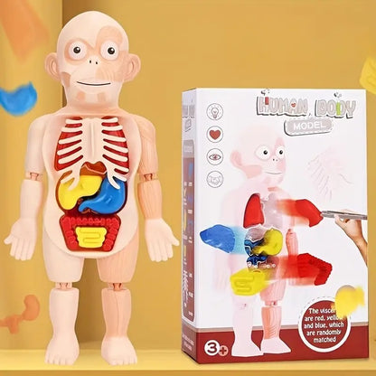 3D Educational Human Anatomy Puzzle