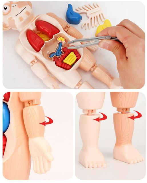 3D Educational Human Anatomy Puzzle