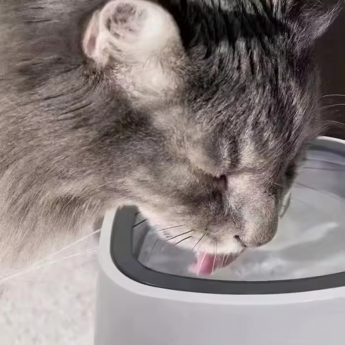 Splash Free Pet Water Bowl