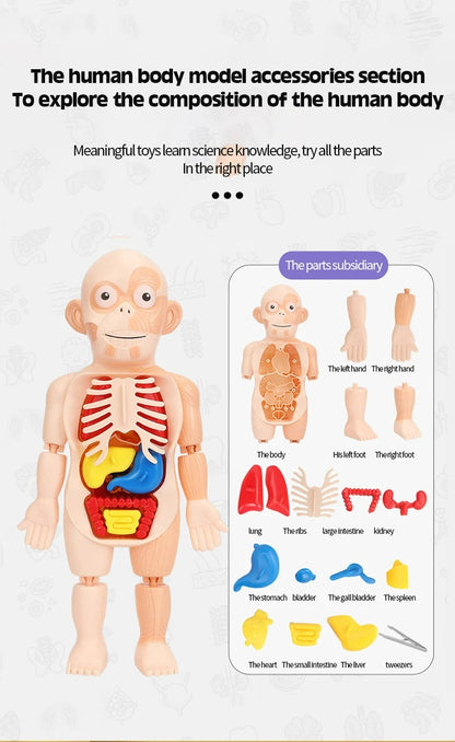 3D Educational Human Anatomy Puzzle