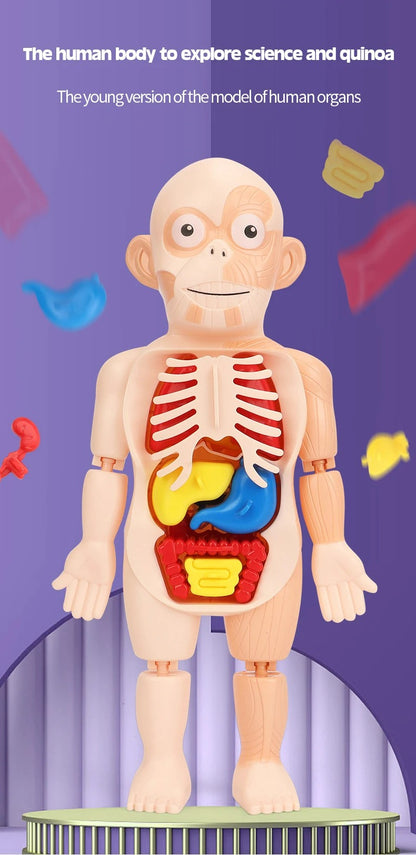 3D Educational Human Anatomy Puzzle