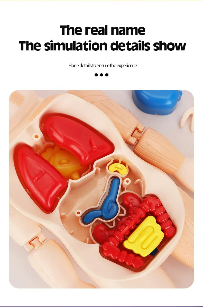 3D Educational Human Anatomy Puzzle