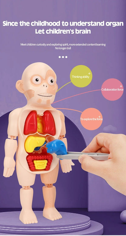 3D Educational Human Anatomy Puzzle