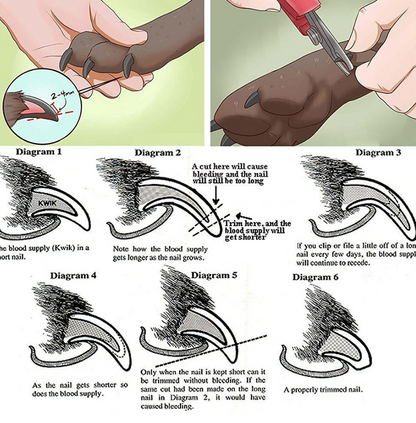 Pet Grooming Razor with Nail File